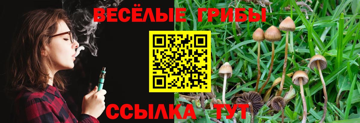 Псилоцибиновые грибы Cubensis Полевской